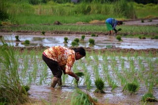 Rice bears brunt of P3.62-B farm damage